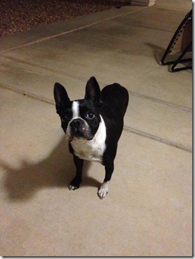 Sadie Courtesy 2012