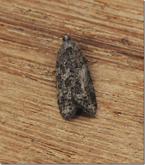 tortrix tortrix