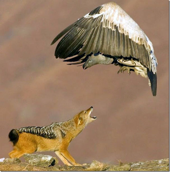 wolf-fighting-condor