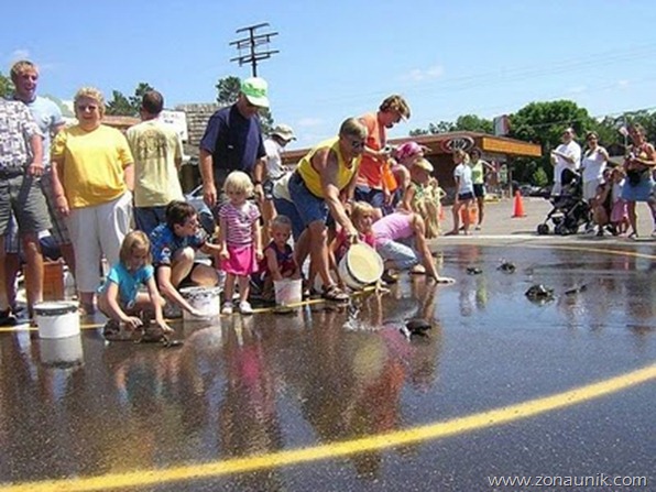 Turtle-racing