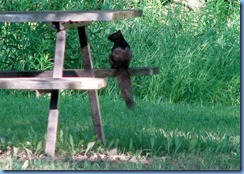 4913 Laurel Creek Conservation Area - evening walk - squirrel on picnic table
