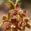 Thelymitra fuscolutea Chestnut Sun Orchid # 2 Loc 1997 cropped.jpg
