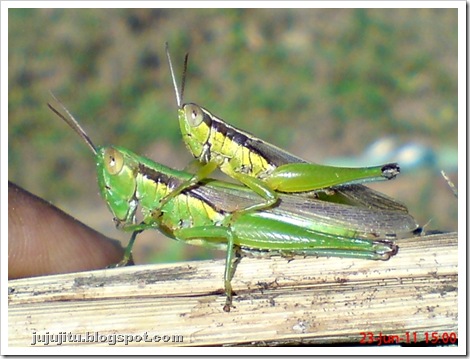 grasshopper mating