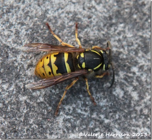 wasp