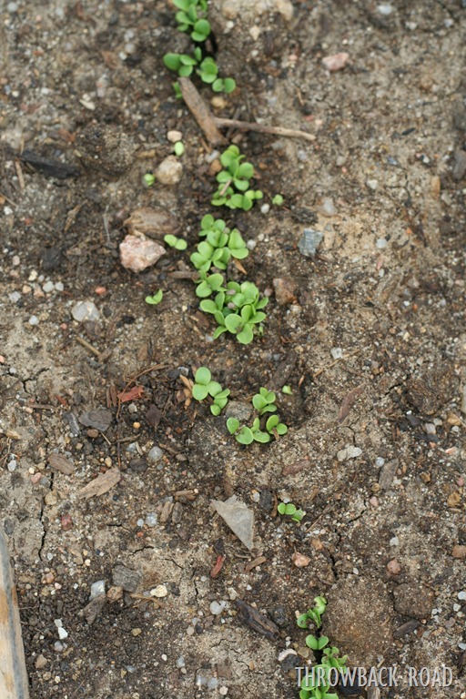 [pizza%2520an%2520garden%2520update%2520017%255B5%255D.jpg]