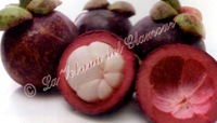 mangostano mangostano