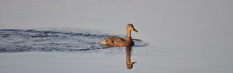 DSC_1099.JPG