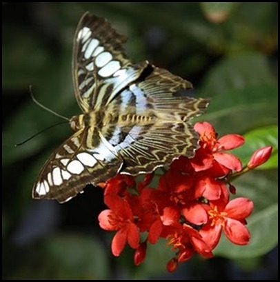 butterfly_5 butterfly_5