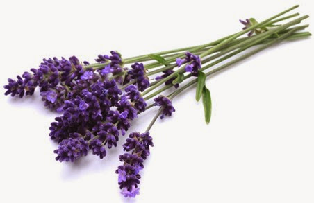 lavanda_flor 2