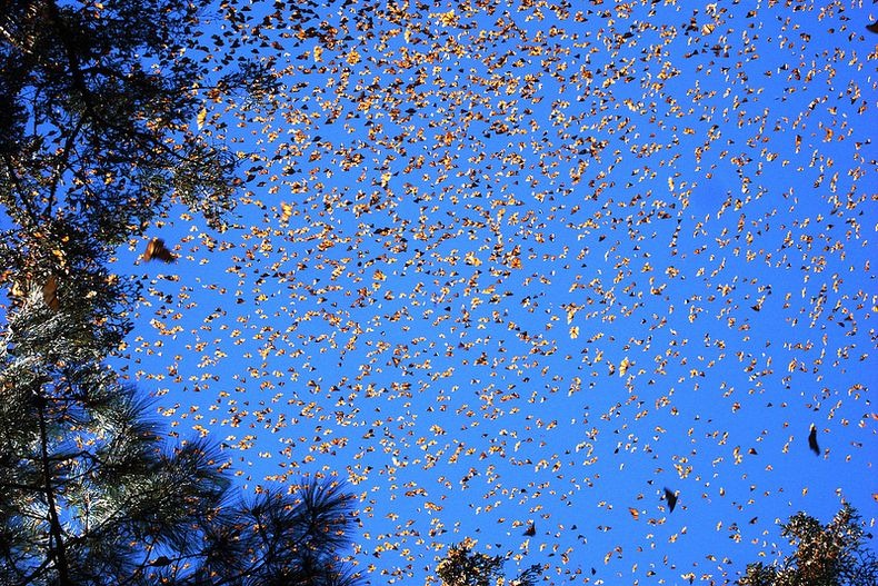 [بالصور] شاهد صور لهجرة الفراشات الملكة Monarch-migration-129