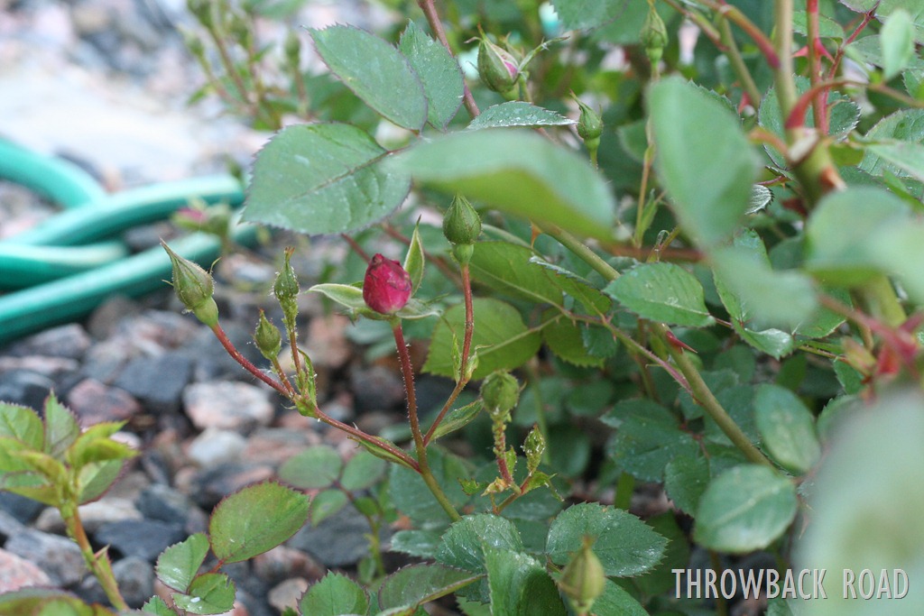 [rose-bush-0033.jpg]