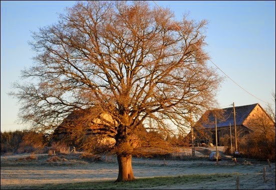 Winterboom Winterboom