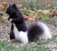 [black%2520and%2520white%2520squirrel%255B5%255D.jpg]