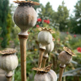 Les capsules de Pavots sont mûres