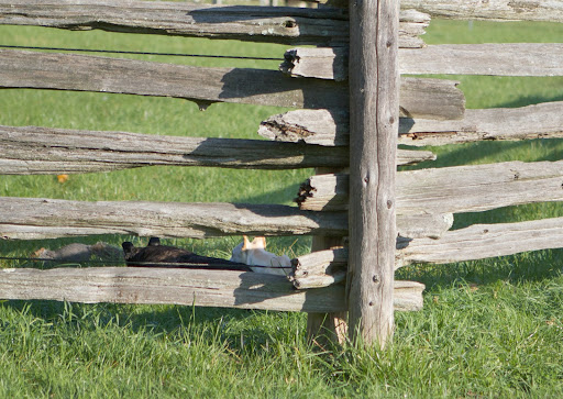 Franny!  You are so close!  However, he got away.