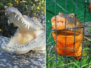 Imagens do crocodilo Snappy mostram o réptil antes (esq.) e depois de mudar de cor - Foto: Barcroft Media/Getty Images