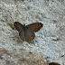 Nymphalidae%25252c%252520lasiommata%252520schakra%25252c%252520common%252520wall