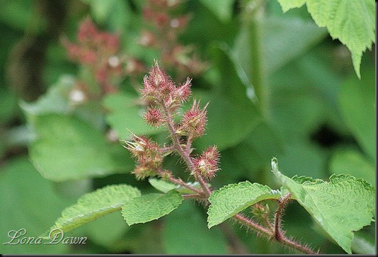 S_Wineberry_Rubus_phoenicolasius2_Sm