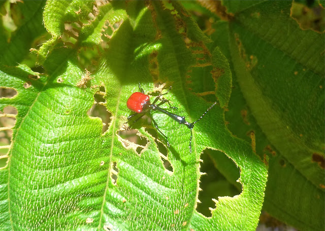 Attelabidae : Trachelophorus giraffa JEKEL, 1860, mâle. Parc de Mantadia (Madagascar), 27 décembre 2013. Photo : J. Marquet