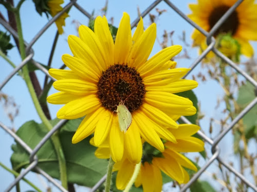 SunflowersalongtheFence-2-2013-08-29-16-31.jpg