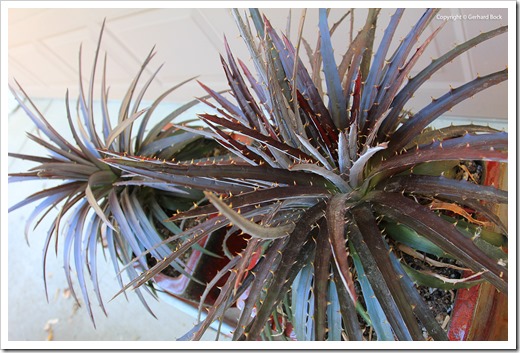 130915_Dyckia-Burgundy-Ice_16