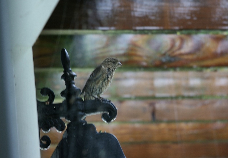 [House%2520Finch%2520during%2520Hurricane%2520Irene.jpg]