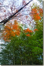 DSC_0358 DSC_0358