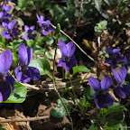 violette