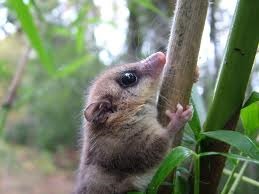 [Amazing%2520Animal%2520Pictures%2520Monito%2520del%2520monte%2520%252813%2529%255B4%255D.jpg]