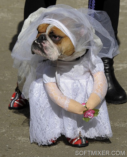 US-ANIMALS-DOGS-HALLOWEEN