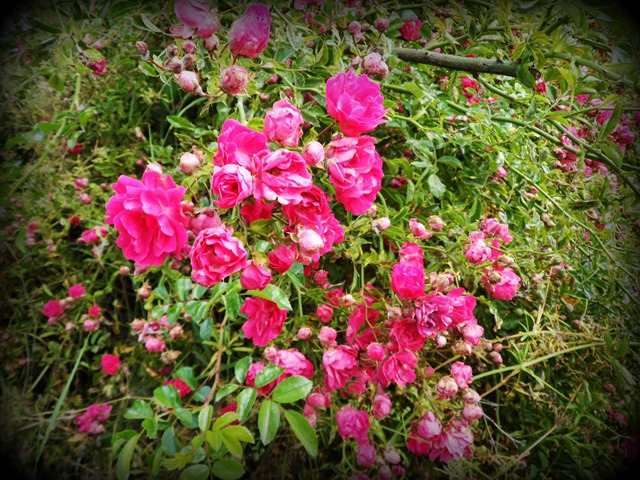 Wild roses