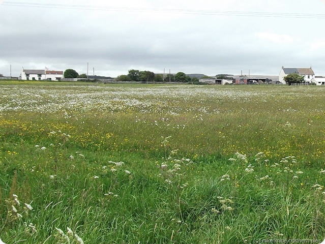 flowery pasture flowery pasture