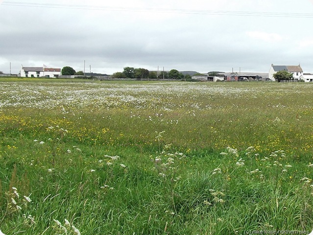 flowery pasture