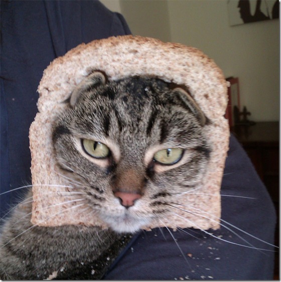 breaded-cats-11