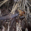 Vinegaroon