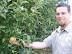 Picking Apples