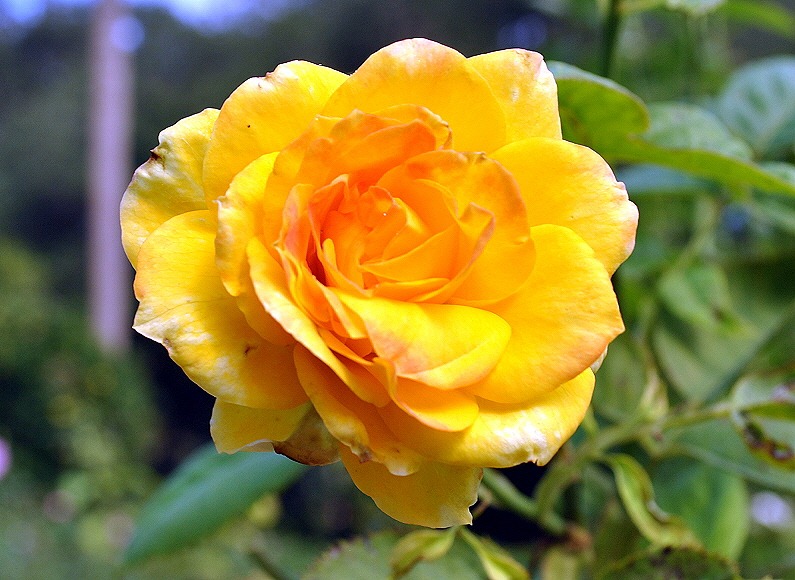 [04f3---Flowers-in-the-Rose-Garden4.jpg]