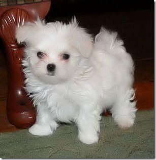 fotos de perritos imagenesifotos.blogspot (4)