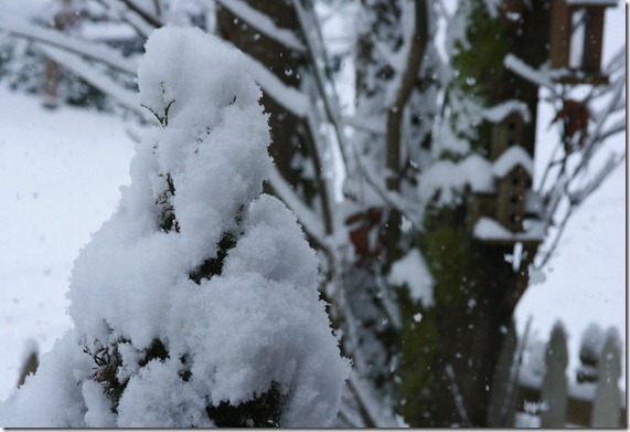 snowdays10