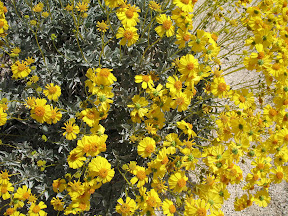 Brilliant yellow Brittle Bush