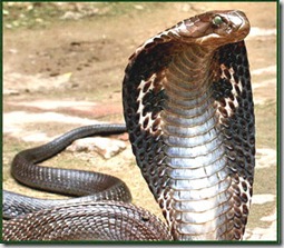 king cobra