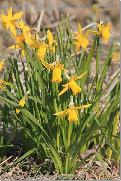 39-daffs