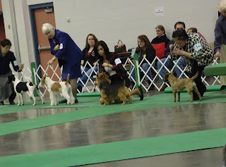 Shea and Becky in the Terrier Group Ring
St. Cloud, MN    12/2011