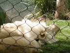 A white lion at the MGM Mirage.