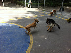 CAPITÁN ahora nos cuentan que acude a clases de como sea una buena relación con mas perritos
