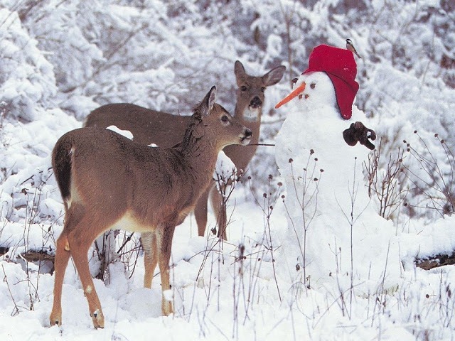 [Deer%255B8%255D.jpg]