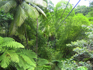 Through the jungle!