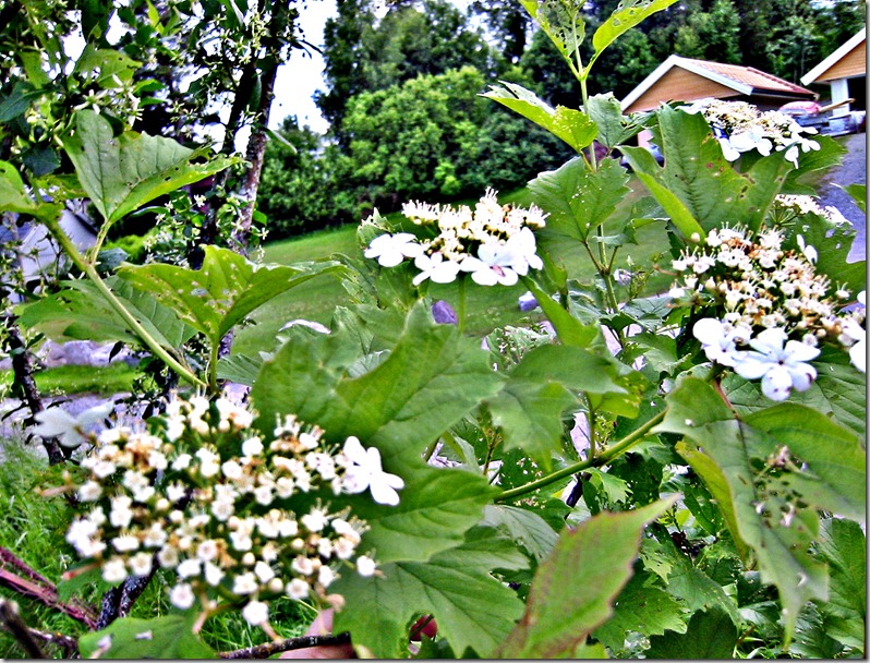 busk 2m hvit bl klatrehortensia lign- busk 2m hvit bl klatrehortensia lign-