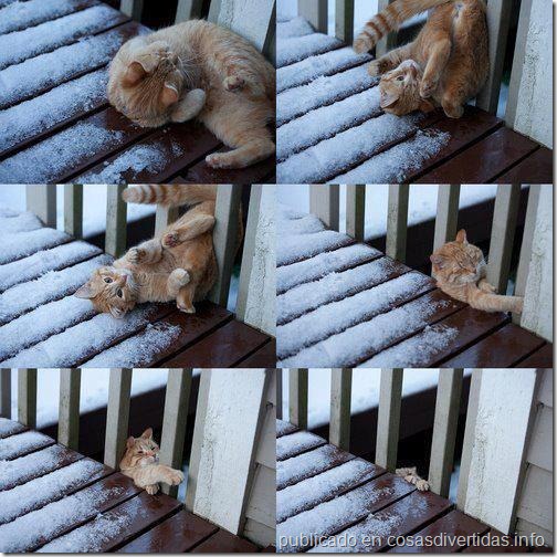 gatos gatos