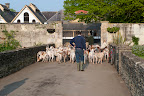 The hounds eagerly jostle ready for breakfast after the morning run